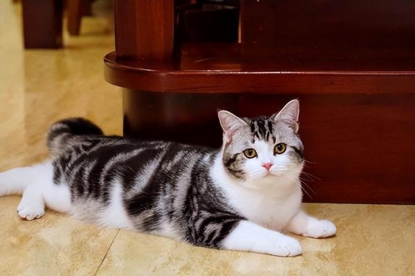 什么猫最好养而且不贵推荐