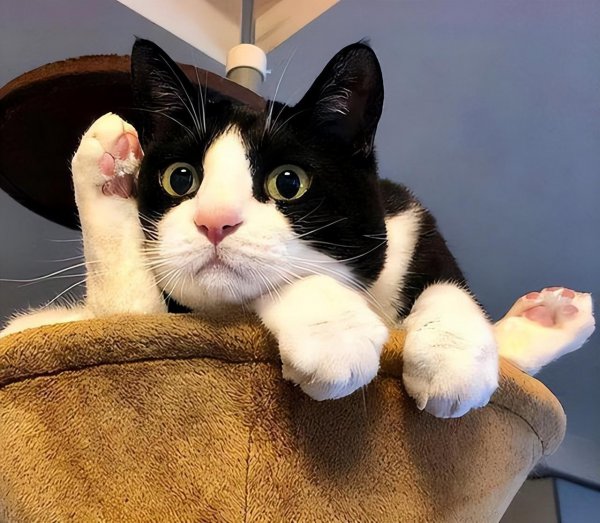 什么猫最好养而且不贵推荐