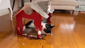 什么猫最好养而且不贵推荐