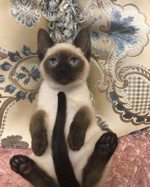 什么猫最好养而且不贵推荐