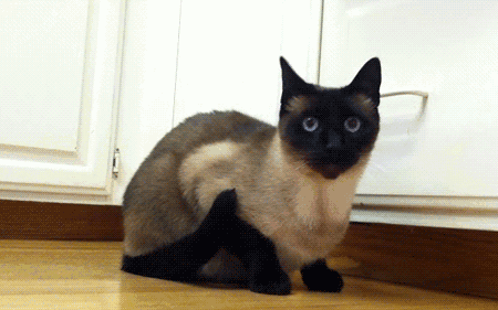 什么猫最好养而且不贵推荐