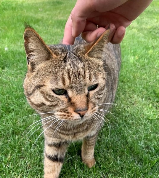 什么猫最好养而且不贵推荐