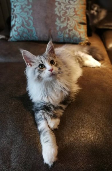 什么猫最好养而且不贵推荐