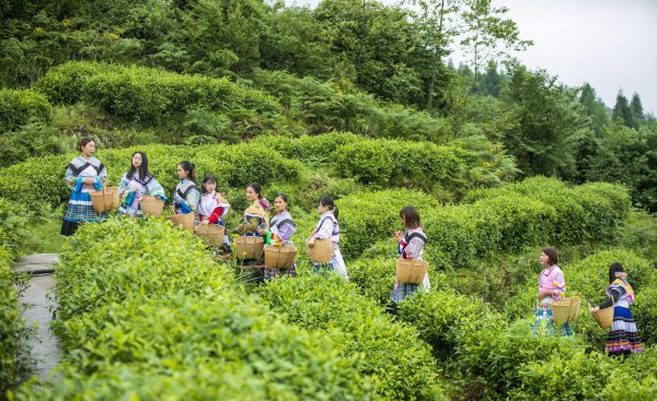 夏季平均气温最低的地方