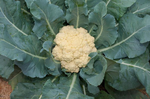 花菜什么时候种最合适