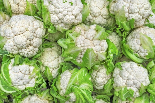 花菜什么时候种最合适