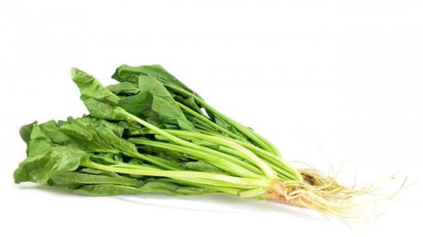 适合阳台种植的多年生蔬菜