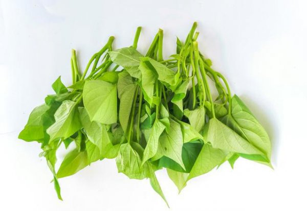 适合阳台种植的多年生蔬菜