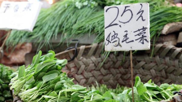适合阳台种植的多年生蔬菜
