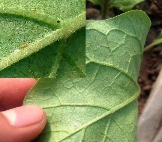 杀蓟马的三个好药