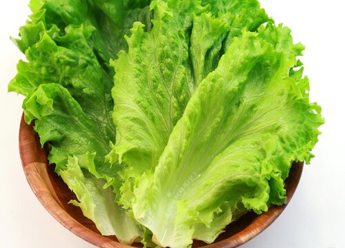 生菜炭疽病的发病原因与治疗方法