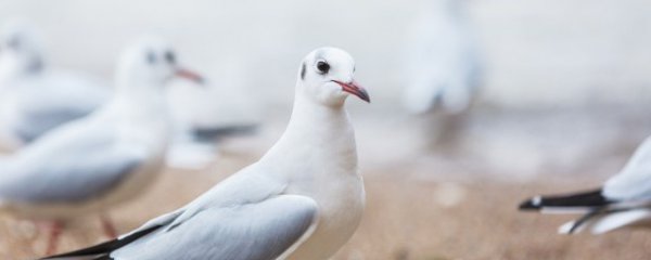 鸽子是凉性还是热性