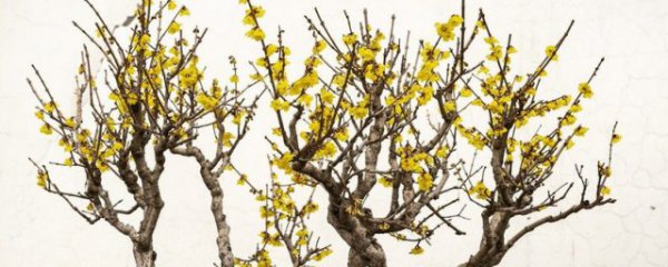 新盆栽腊梅管理方法