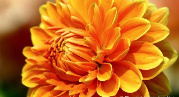 狮子男爱你的7个阶段