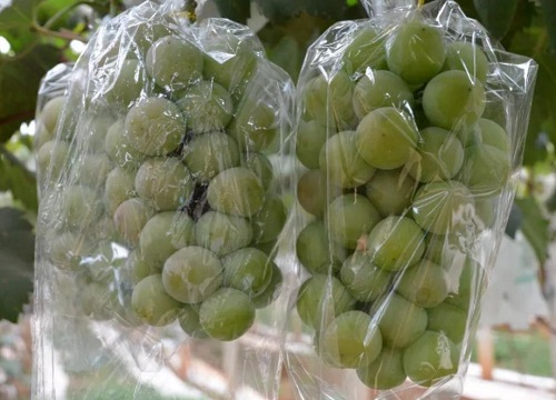 妮娜皇后葡萄栽培技术和管理方法