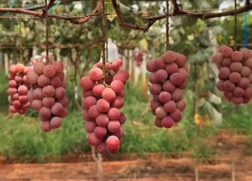 妮娜皇后葡萄栽培技术和管理方法