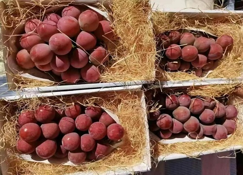 妮娜皇后葡萄栽培技术和管理方法