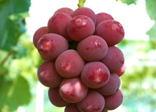 妮娜皇后葡萄栽培技术和管理方法