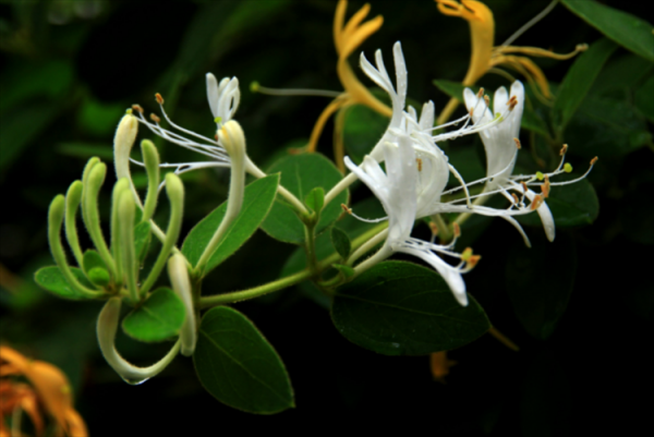 金银花为什么有两种颜色