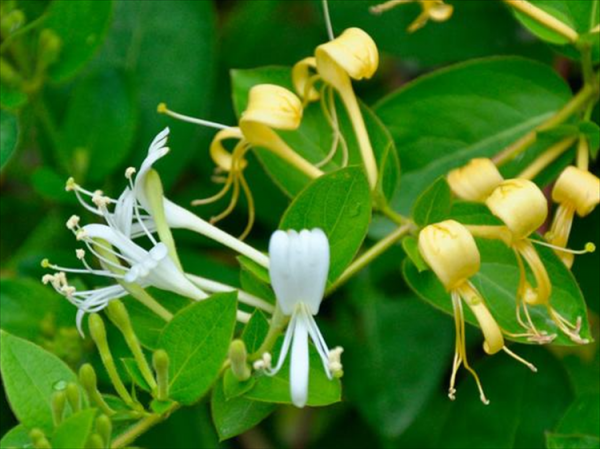 金银花为什么有两种颜色