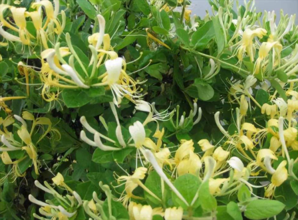 金银花为什么有两种颜色