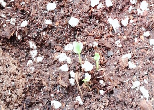 羽衣甘蓝变黄了还能吃吗