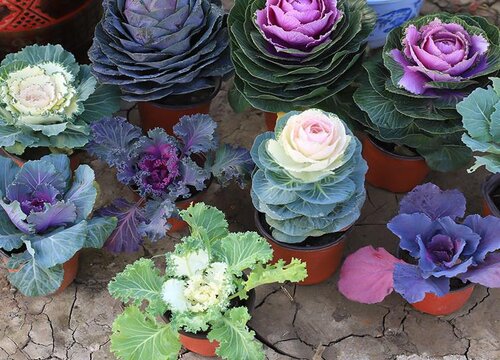 羽衣甘蓝变黄了还能吃吗