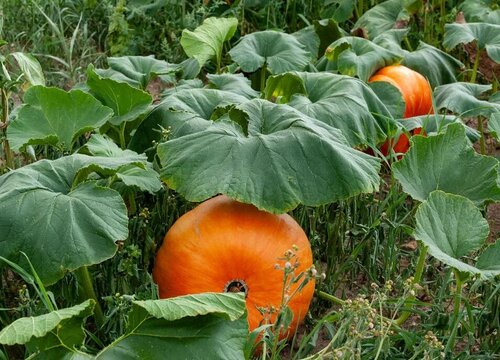 猫可以吃南瓜吗