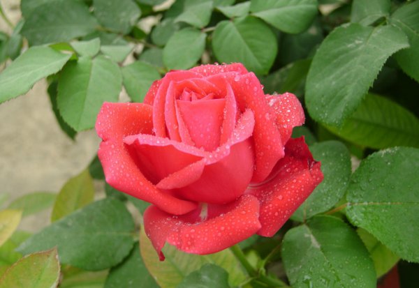 御用马车月季优缺点分析