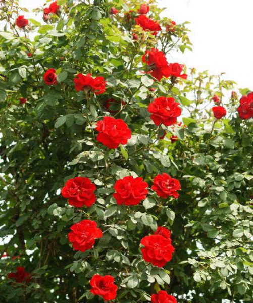 御用马车月季优缺点分析