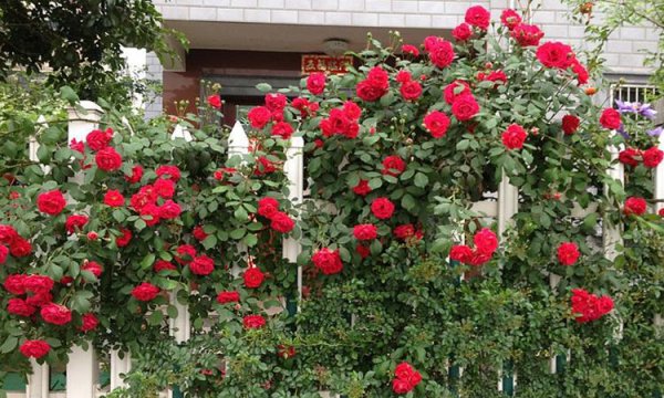 御用马车月季优缺点分析