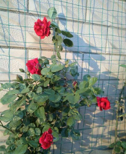 御用马车月季优缺点分析