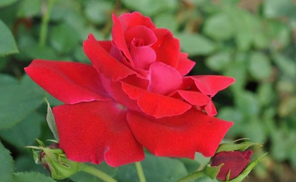 御用马车月季优缺点分析