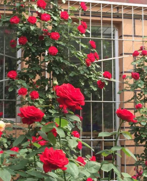 御用马车月季优缺点分析