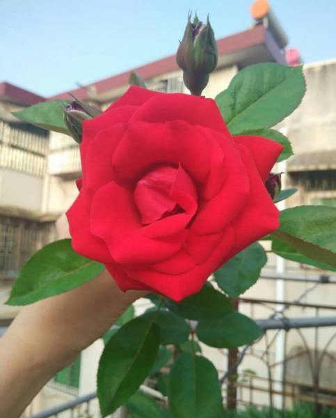 御用马车月季优缺点分析