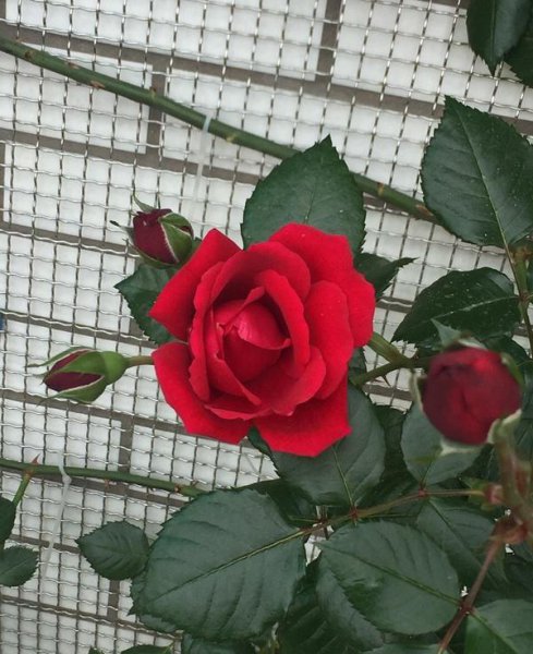 御用马车月季优缺点分析