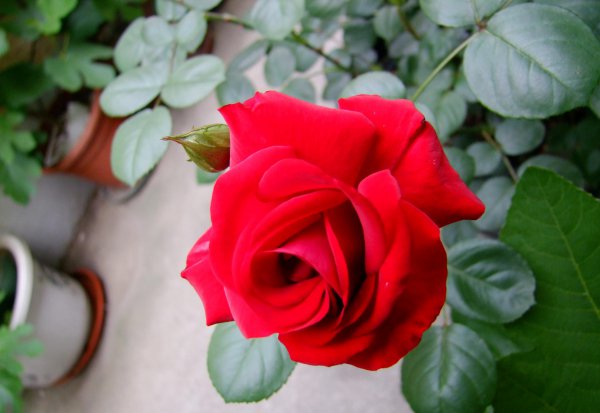 御用马车月季优缺点分析