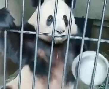 国宝大熊猫是什么类别的动物