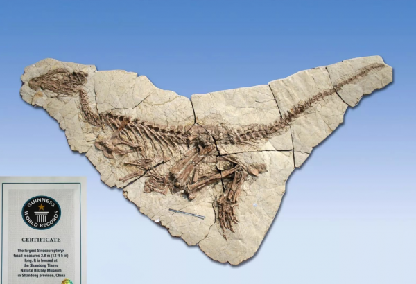 山东平邑县属于哪个市管辖