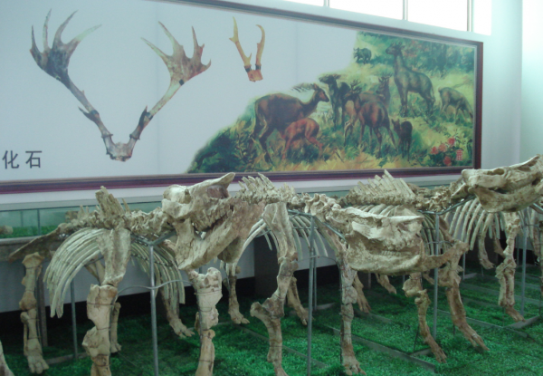 山东平邑县属于哪个市管辖