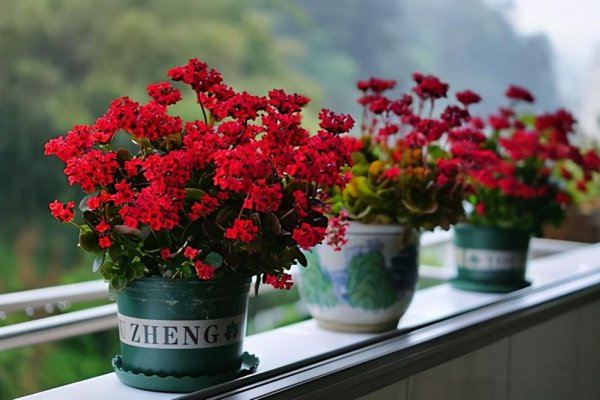 长寿花不开花光长叶子是什么原因