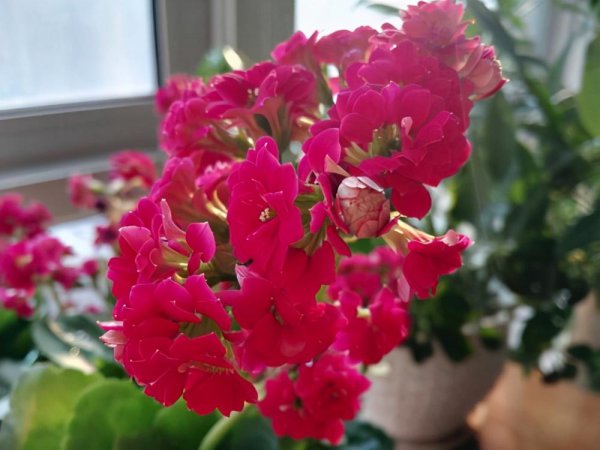 长寿花不开花光长叶子是什么原因