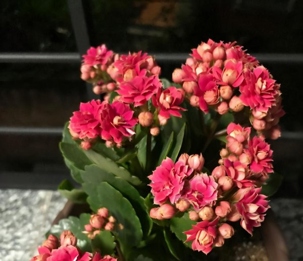 长寿花不开花光长叶子是什么原因