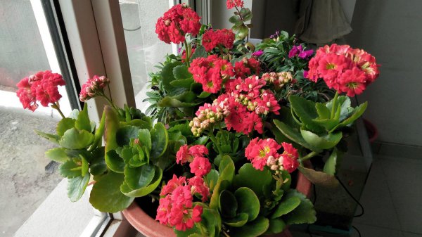 长寿花不开花光长叶子是什么原因