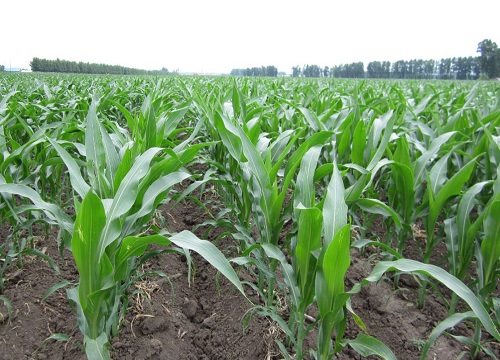 玉米底部老叶子要扯掉摘除吗