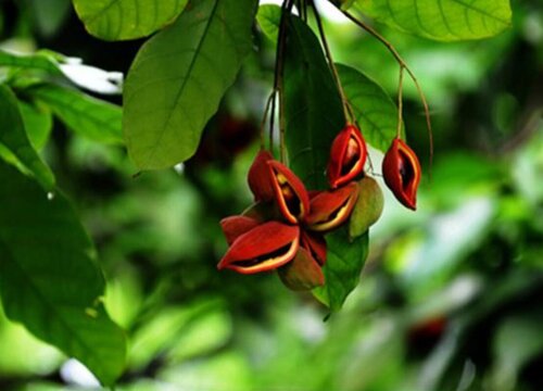 凤眼果几年结果实