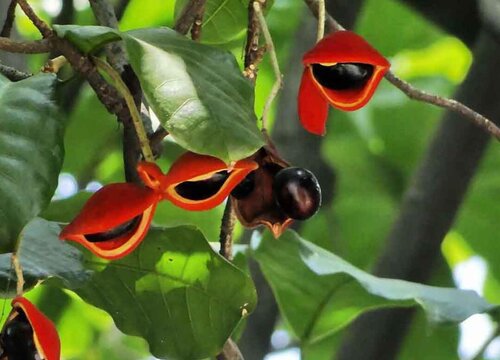 凤眼果几年结果实