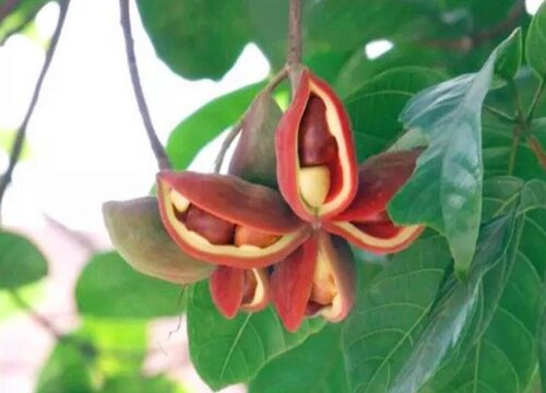 凤眼果几年结果实