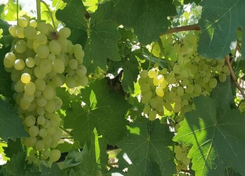 绿色葡萄品种有哪些