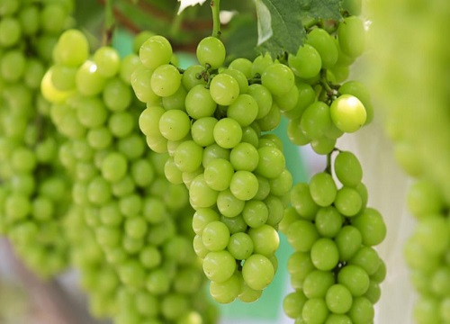 绿色葡萄品种有哪些